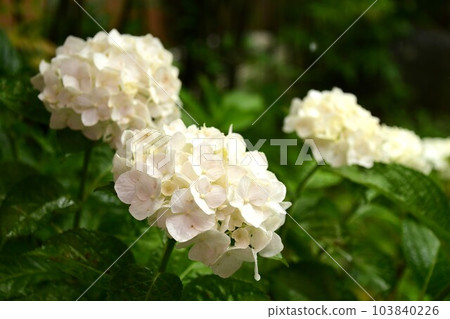 Rainy season and hydrangea flowers Rainy season and hydrangea flowers 103840226