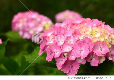 Rainy season and hydrangea flowers Rainy season and hydrangea flowers 103840306