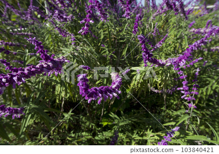 Mexican sage (amethyst sage or salvia leucansa) flowers are in bloom in the herb garden. Mexican sage (amethyst sage or salvia leucansa) flowers are in bloom in the herb garden. 103840421