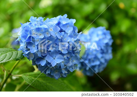 雨季和繡球花 103840502