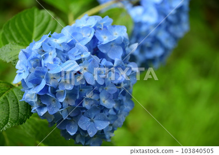 雨季和繡球花 雨季和繡球花 103840505