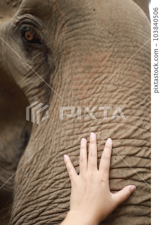Human hand touching Asian elephant 103840506
