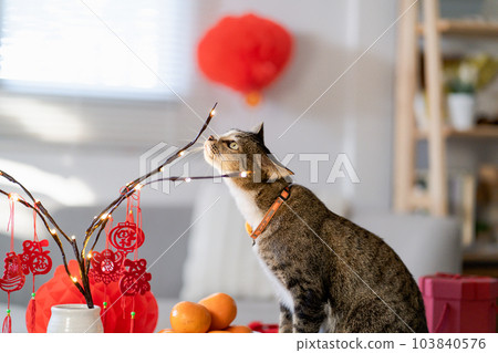Cat prepare Chinese New Year Celebrations at home. cute domestic shorthair cat putting traditional pendant to the Chinese Lunar New Year for good luck. Chinese word means blessing 103840576