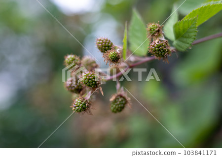 unripe blackberry fruit unripe blackberry fruit 103841171