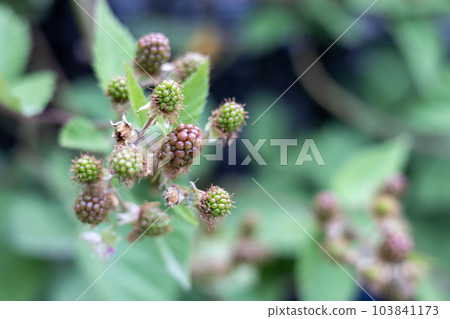 unripe blackberry fruit unripe blackberry fruit 103841173