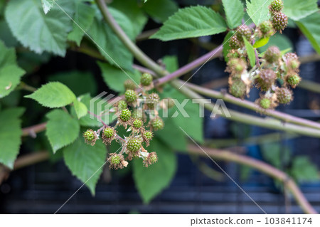 unripe blackberry fruit unripe blackberry fruit 103841174