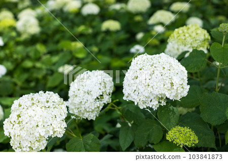 Satte Hydrangea Festival, Gongendo Tsutsumi, Satte City, Saitama Prefecture 103841873