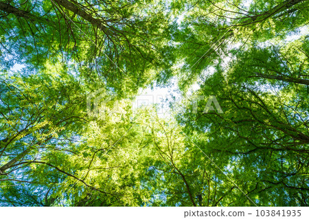 新鮮的綠色和生態形象 103841935