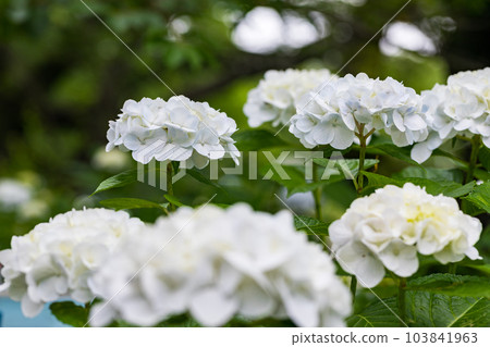 Satte Hydrangea Festival, Gongendo Tsutsumi, Satte City, Saitama Prefecture 103841963