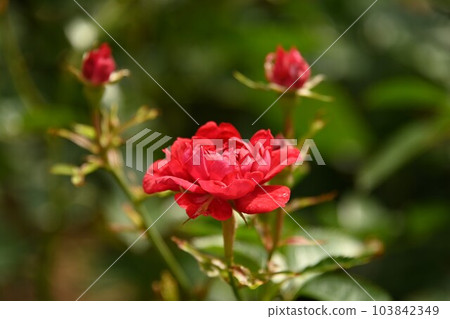 紅玫瑰和芽 103842349