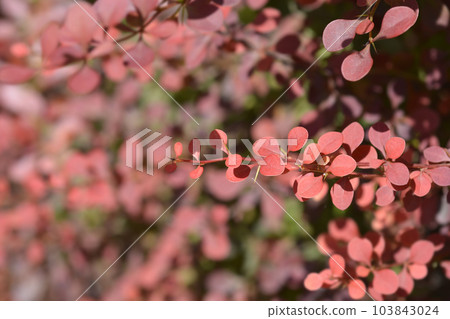 Purple Japanese barberry Purple Japanese barberry 103843024
