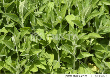 Deams coneflower Deams coneflower 103843025