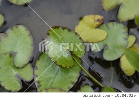 Yellow Floating Heart Yellow Floating Heart 103843029