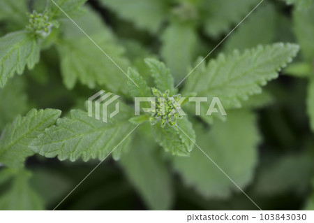 Florists verbena Florists verbena 103843030