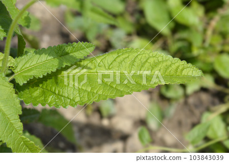 Common hedgenettle 103843039
