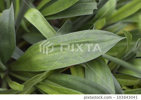 Great thrift Ballerina White 103843041