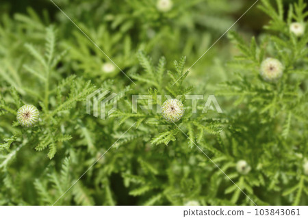 Yellow chamomile 103843061