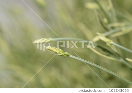 Lavender Platinum Blonde 103843063