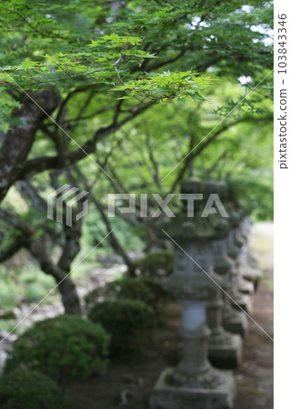 Temple stone lantern and green maple Temple stone lantern and green maple 103843346