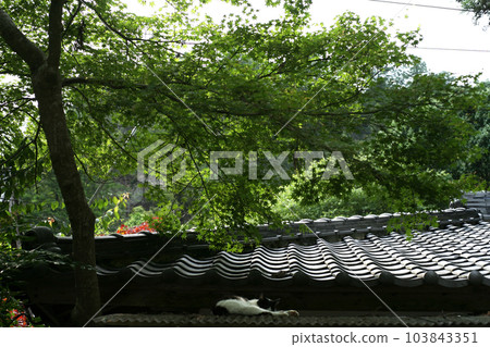 Cat on the teahouse roof of the temple Cat on the teahouse roof of the temple 103843351