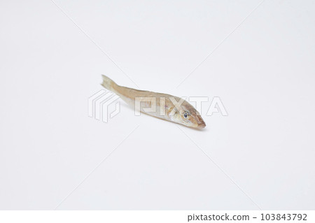 A fish seen from an angle on a white background A fish seen from an angle on a white background 103843792
