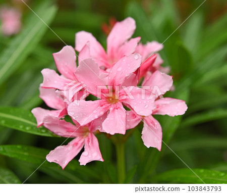 Pink oleander flower- Nerium oleander with water droplets. flower background. 103843793