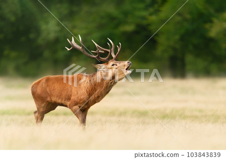 Red deer stag calling during the rut in autumn 103843839