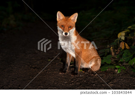 Portrait of a Red fox in a forest at night 103843844