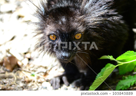 黑狐猴的特寫 103843889