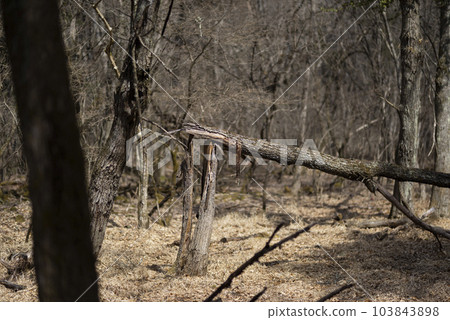 A fallen tree in the forest A fallen tree in the forest 103843898