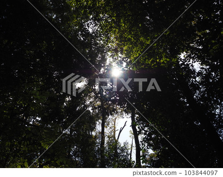 Sunlight filtering through the trees Sunlight filtering through the trees 103844097