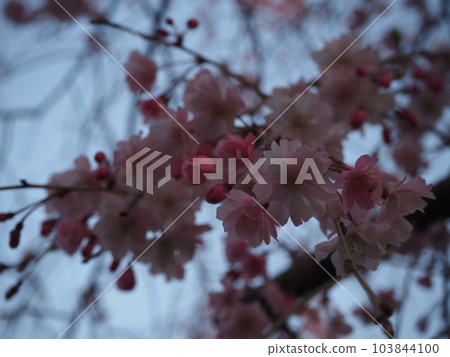 Cherry Blossom Cherry Blossom 103844100