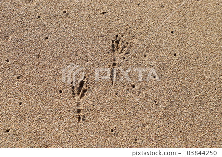 Footprints in the sand on the mediterranean sea Footprints in the sand on the mediterranean sea 103844250