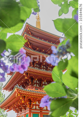 東京都日野市高畠不動尊金剛寺五層寶塔和繡球花 東京都日野市高畠不動尊金剛寺五層寶塔和繡球花 103844676