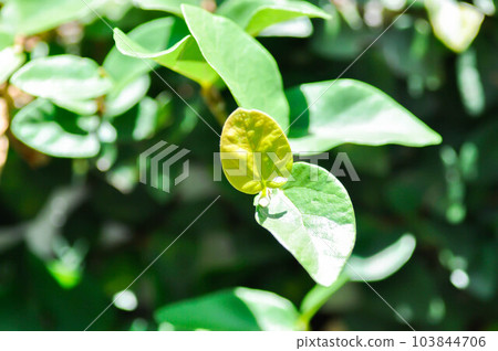 ficus pumila or climbing fig or climbing tree ,Ficus pumila L or Creeping fig ficus pumila or climbing fig or climbing tree ,Ficus pumila L or Creeping fig 103844706