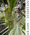 Ugubon Kuzura 103845300