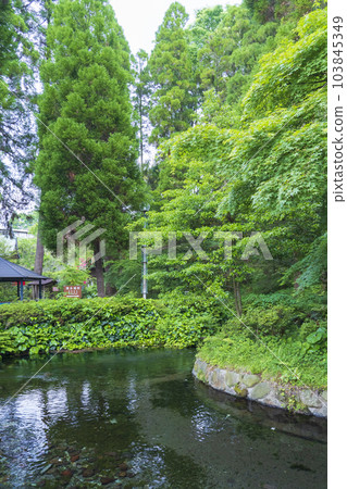 【熊本縣】阿蘇白川水源被選為日本水源百選之一 103845349