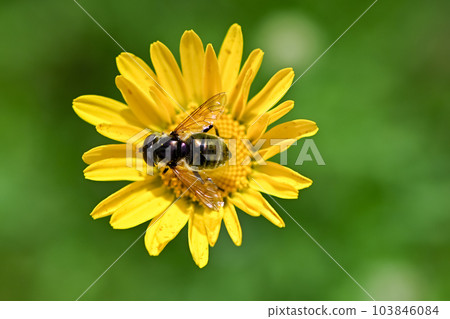 Ruri Hanaab 103846084