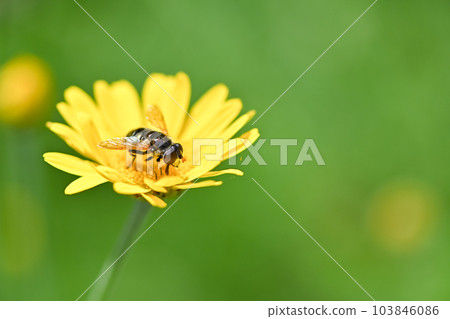 Ruri Hanaab 103846086