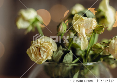 Bouquet of miniature weathered roses. Small dry roses in vase. White flowers close up. Withering concept. Parting concept. Sad love concept. Flowers for dating. Spring nature. Wedding decoration. Bouquet of miniature weathered roses. Small dry roses in vase. White flowers close up. Withering concept. Parting concept. Sad love concept. Flowers for dating. Spring nature. Wedding decoration. 103846142
