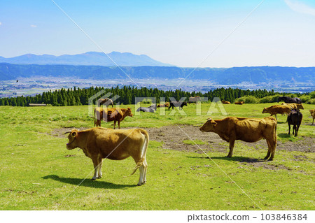 [Kumamoto Prefecture] Magnificent Aso Caldera Grassland and Grazing Scenery 103846384