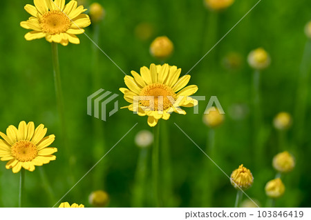 Koya chamomile Koya chamomile 103846419