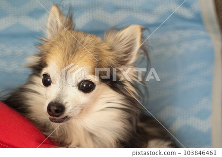 Chihuahua Chihuahua 103846461