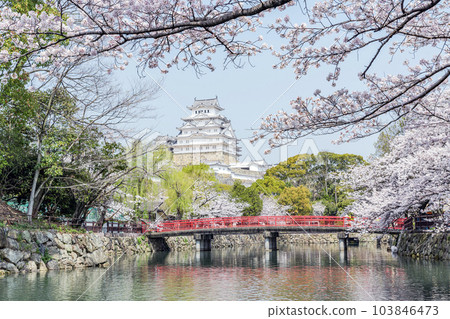 兵庫縣姬路市國寶姬路城塔在櫻花盛開的護城河上看到 103846473