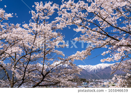 "Nagano Prefecture" Spring scenery in Omachi City, Nagano Prefecture, cherry blossoms in full bloom and the Northern Alps "Nagano Prefecture" Spring scenery in Omachi City, Nagano Prefecture, cherry blossoms in full bloom and the Northern Alps 103846639