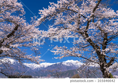 《長野縣》長野縣大町市的春景，盛開的櫻花和北阿爾卑斯山 103846642