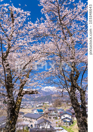 "Nagano Prefecture" Spring scenery in Omachi City, Nagano Prefecture, cherry blossoms in full bloom and the Northern Alps "Nagano Prefecture" Spring scenery in Omachi City, Nagano Prefecture, cherry blossoms in full bloom and the Northern Alps 103846643