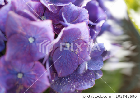 Flower hand water with hydrangea that blooms beautifully in June, the rainy season 103846690