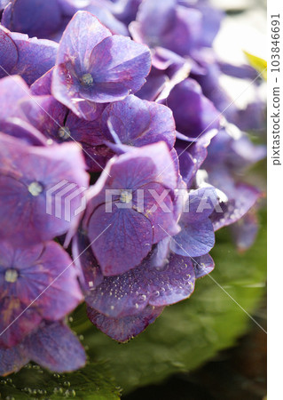 Flower hand water with hydrangea that blooms beautifully in June, the rainy season Flower hand water with hydrangea that blooms beautifully in June, the rainy season 103846691