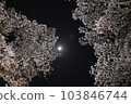 夜晚的櫻花 103846744